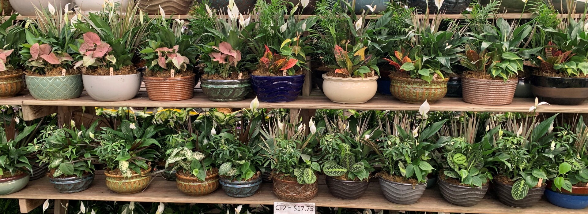 shelves of plants